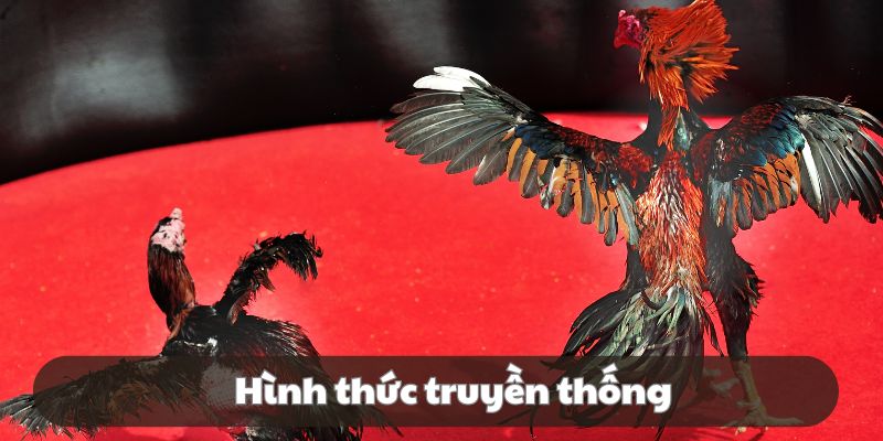 Loại hình đá gà truyền thống được nhiều người lựa chọn