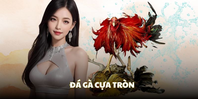 Cựa tròn giúp hạn chế chấn thương nhưng vẫn tạo được sự kịch tính.