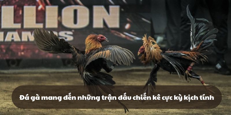 Đá gà mang đến những trận đấu chiến kê cực kỳ kịch tính và hấp dẫn