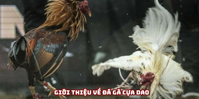 Đá gà cựa dao - Màn tranh tài nảy lửa từ các chiến kê
