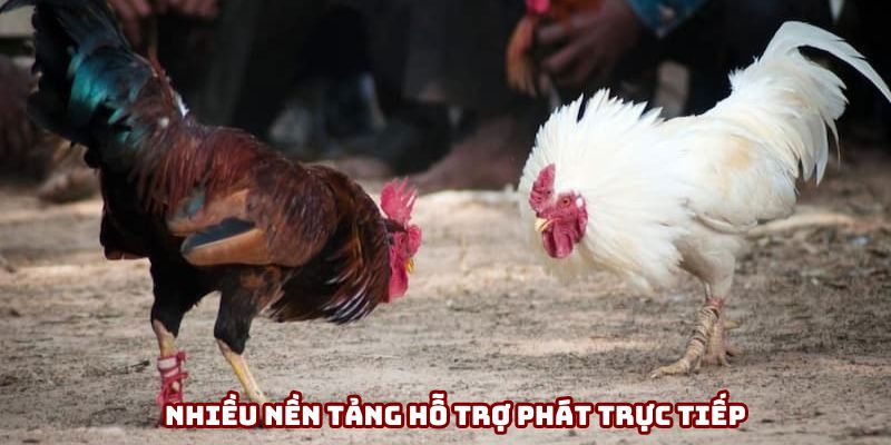 Có thể theo dõi trên nhiều nền tảng giải trí trực tuyến Có thể theo dõi trên nhiều nền tảng giải trí trực tuyến