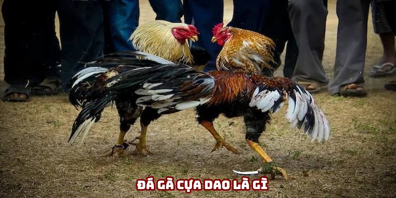 Đá gà cựa dao kịch tính, gay cấn đến từng phút giây Đá gà cựa dao kịch tính, gay cấn đến từng phút giây