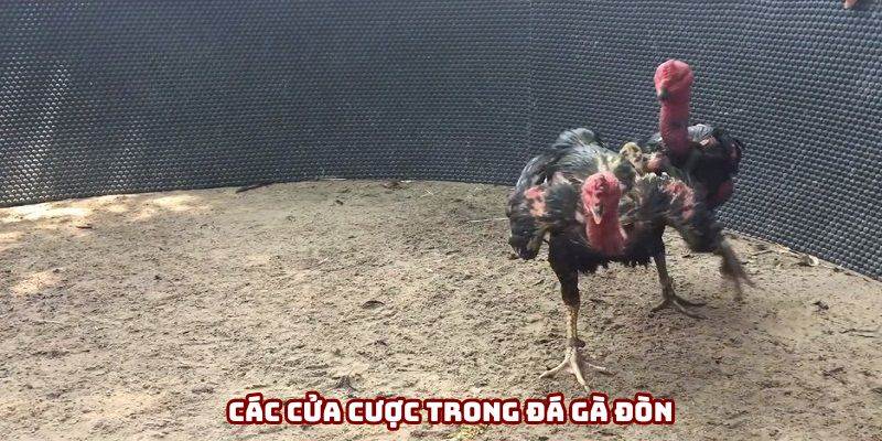 Đá gà đòn bao gồm những kèo cược nào