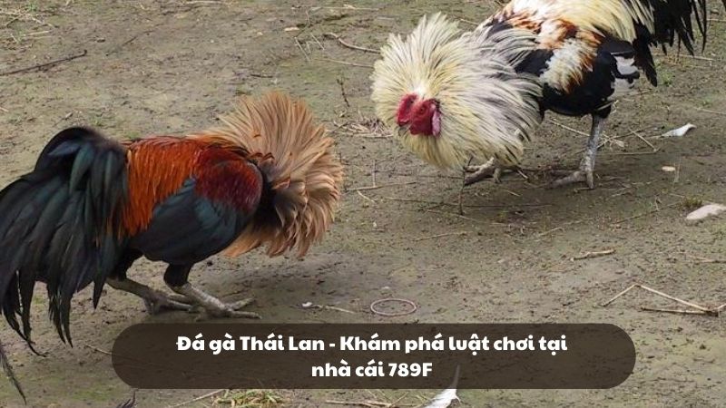 Đá gà Thái Lan - Khám phá luật chơi tại nhà cái 789F