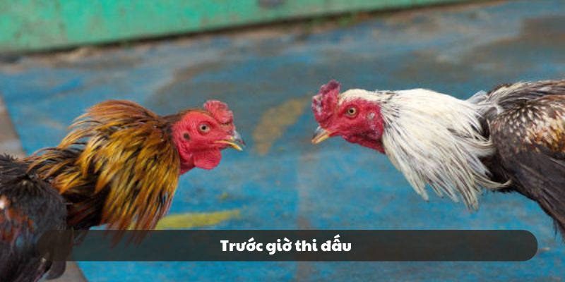 Thủ tục trước trận đấu của chọi gà Thái