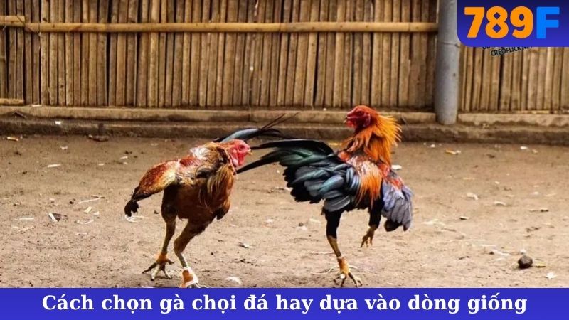 Cách chọn gà chọi đá hay dựa vào dòng giống