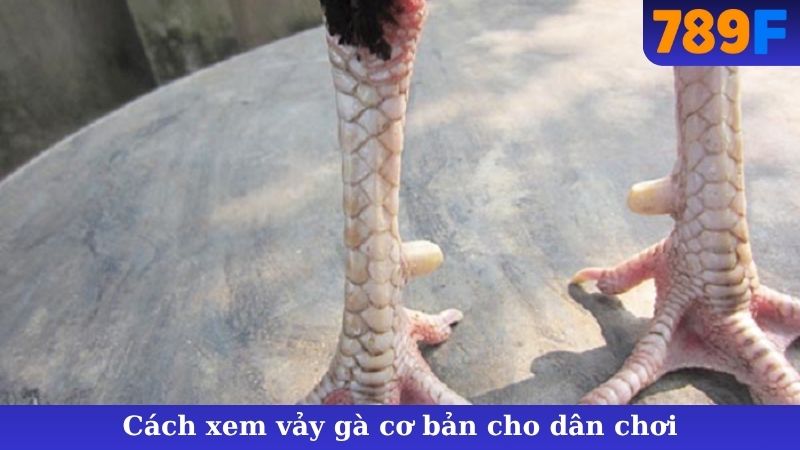 Cách xem vảy gà cơ bản cho dân chơi